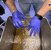 Plaza Chica llevaba años revendiendo atún 'falsificado'