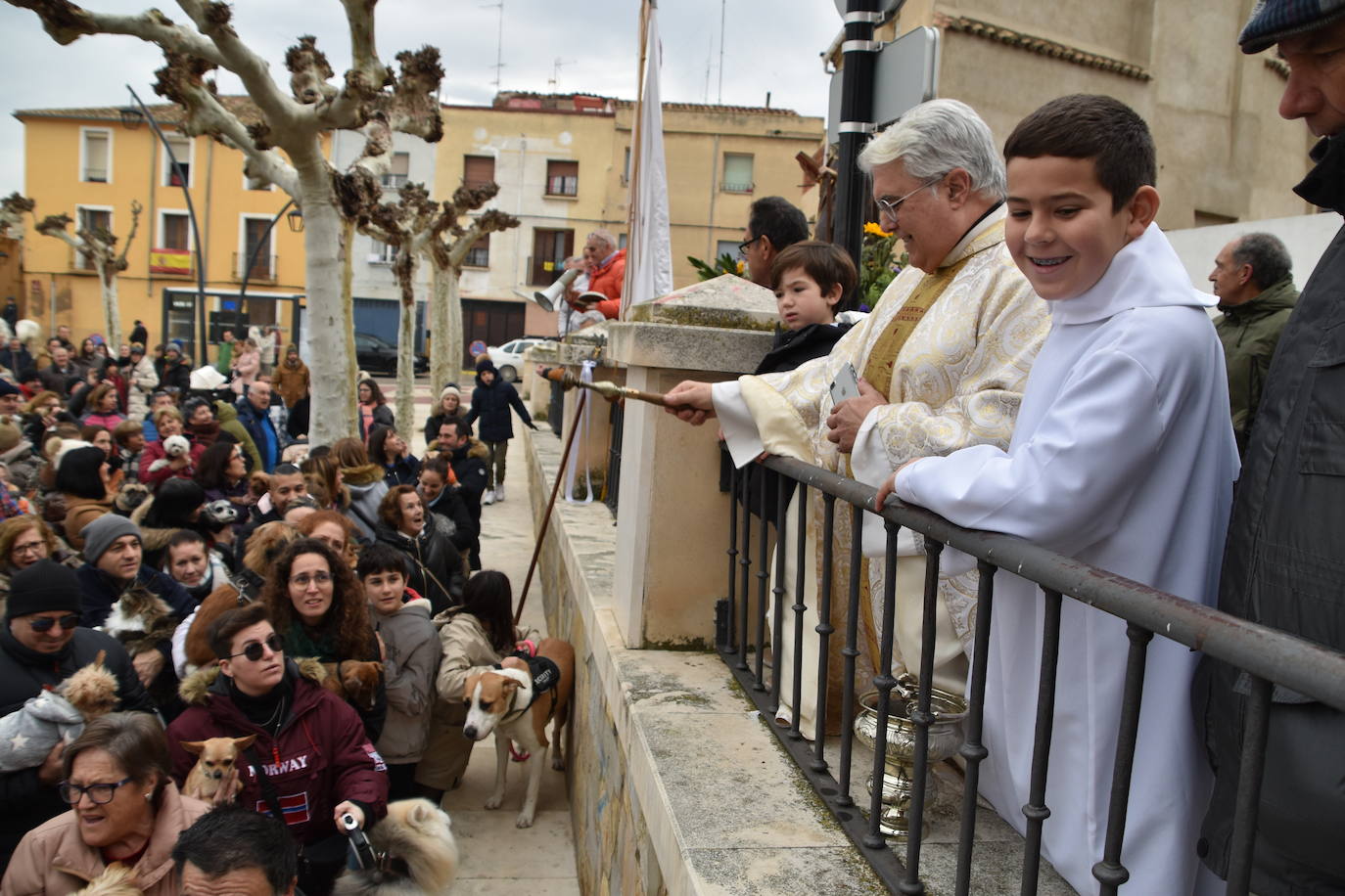 La bendición de San Antón, en imágenes