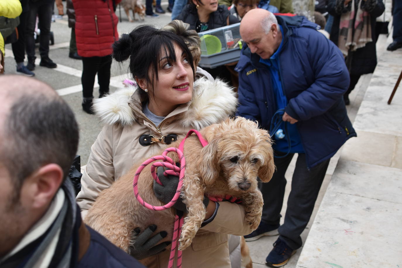 La bendición de San Antón, en imágenes