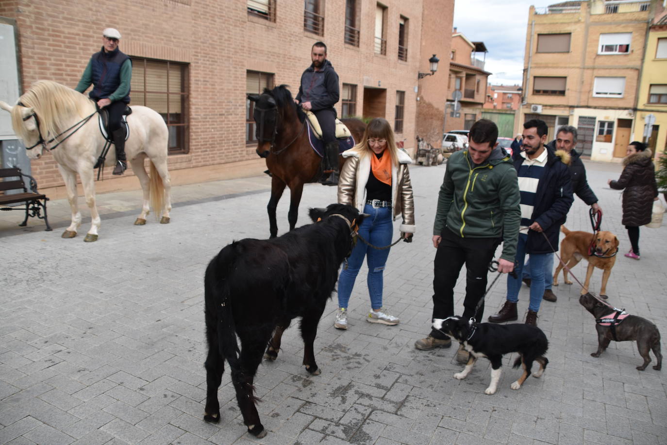 Bendición de animales por San Antón en Rincón de Soto