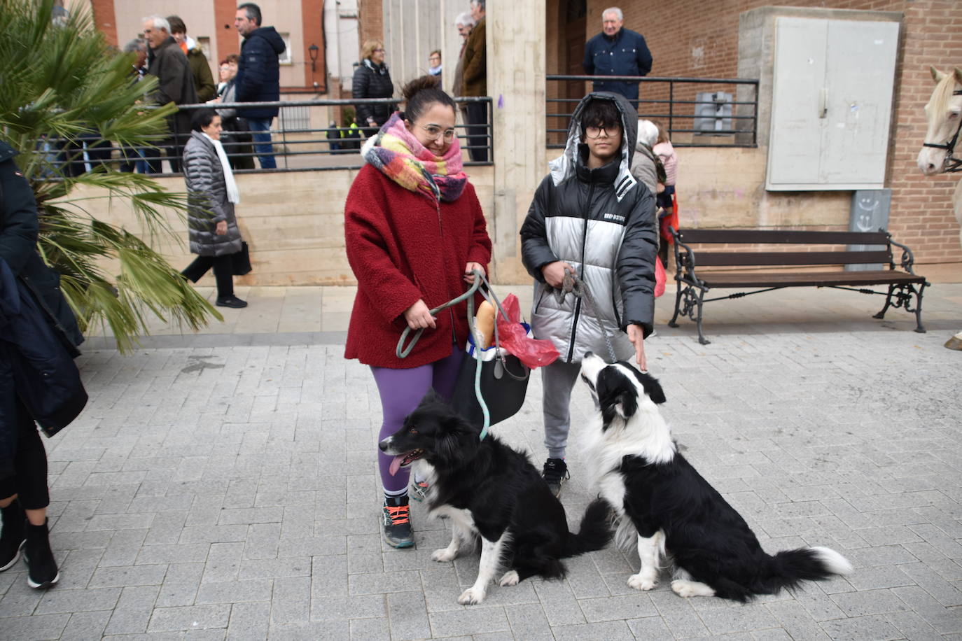 Bendición de animales por San Antón en Rincón de Soto