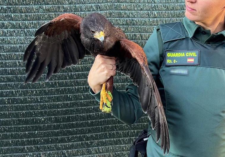 El águila encontrada en una vivienda de Hormilleja.