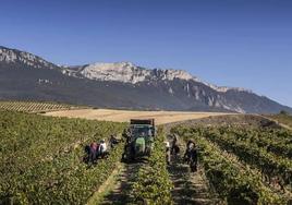 UAGR pide reducir los avales exigidos para la replantación anticipada de viñedo