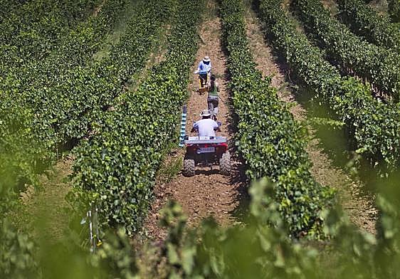 Imagen de un viñedo de Rioja en pleno laboreo