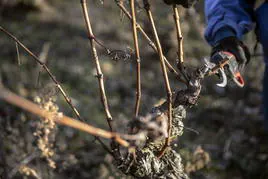 La poda: la nueva newsletter sobre vino que se une a los envíos de Diario LA RIOJA