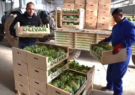 Recepción de coliflor en el almacén de Frutas Oliván de Calahorra.