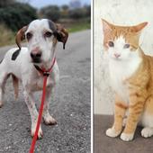 Conoce al perro Calimero y al gato Max