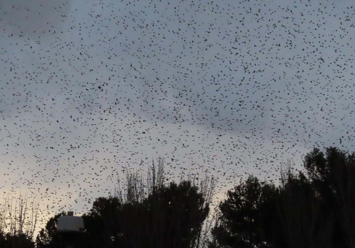 Cada atardecer de este invierno, nubes negras de estorninos sobrevuelan la ciudad como se puede comprobar en La Florida.