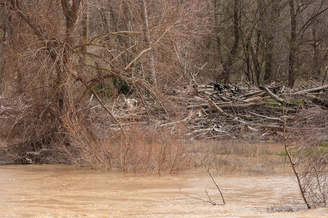 La crecida del Ebro en Logroño, en imágenes