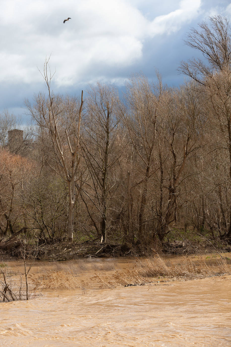 La crecida del Ebro en Logroño, en imágenes