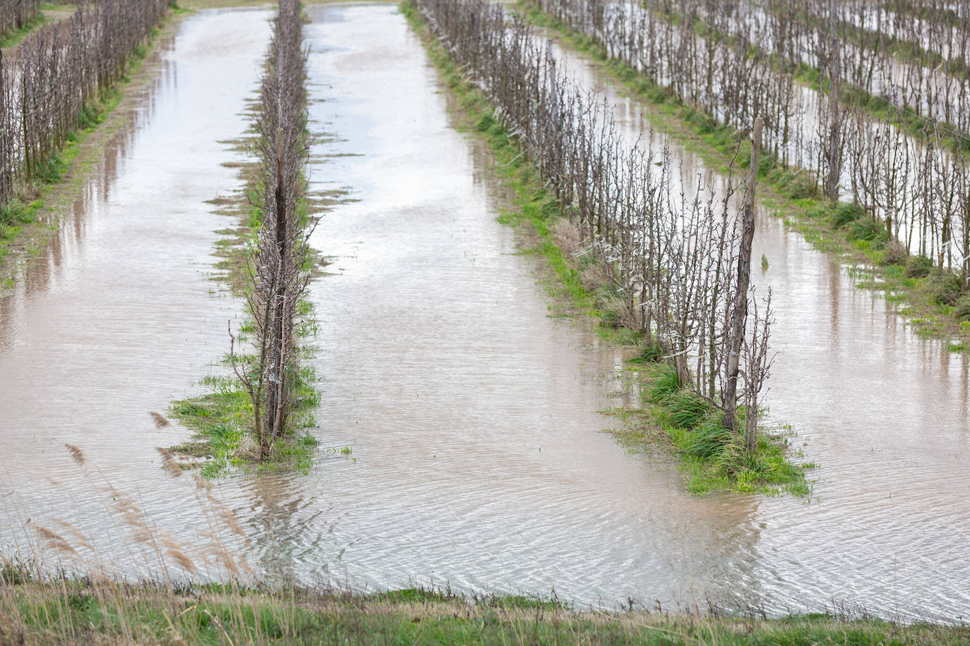 Así bajaba el Ebro por Alfaro