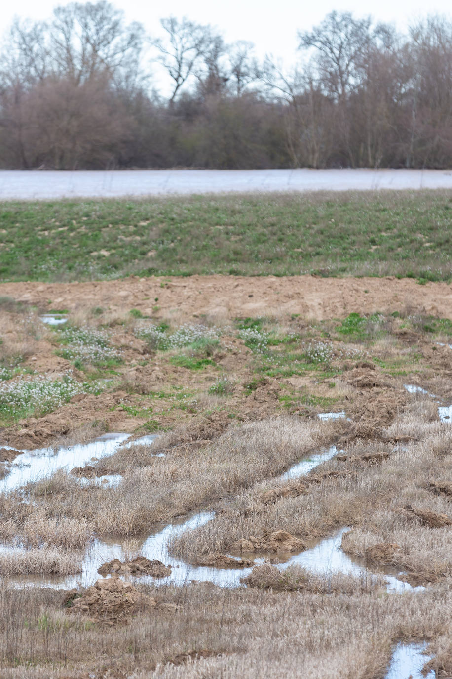 Así bajaba el Ebro por Alfaro