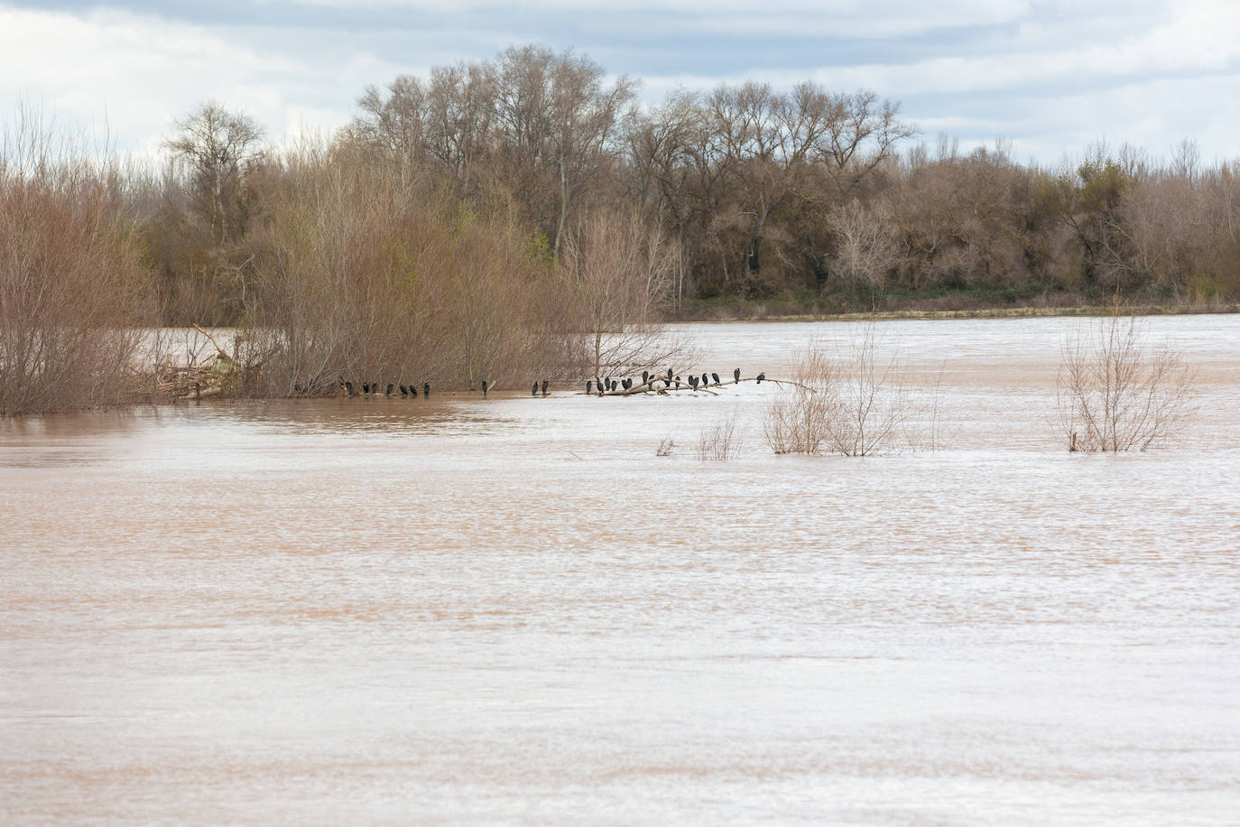 Así bajaba el Ebro por Alfaro