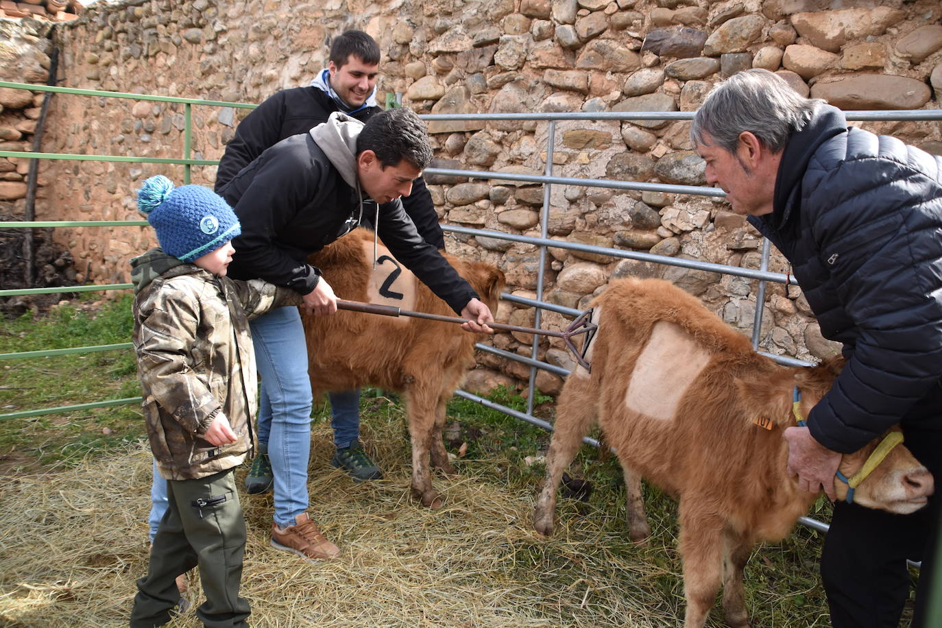 Saca de Vacas de Valverde