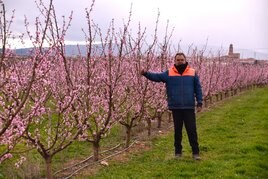 José Ignacio Cabezón en una finca de árboles jóvenes de nectarina en flor, en Rincón de Soto.