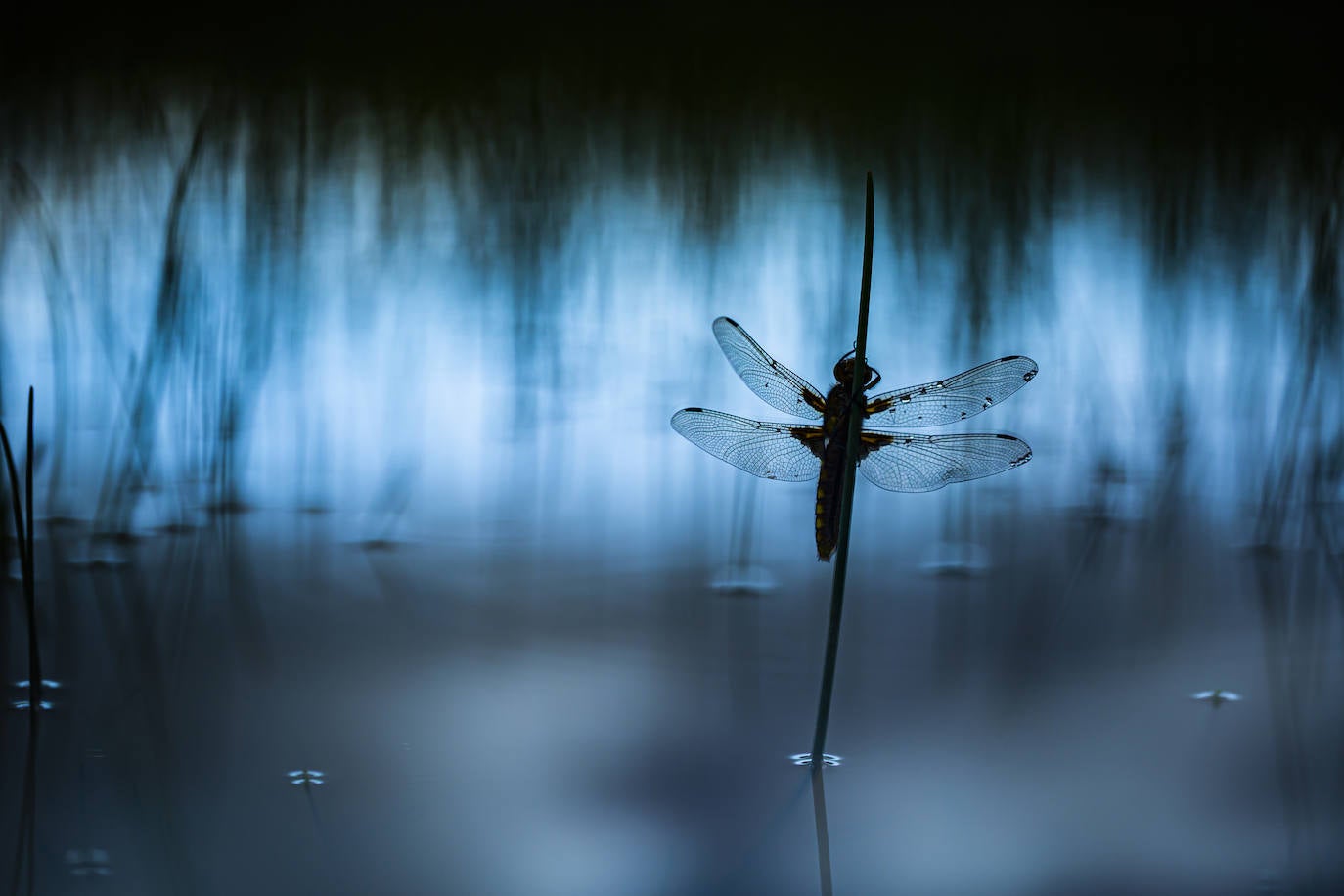 Segundo premio de la categoría Flora y fauna de La Rioja: 'Entre juncos'