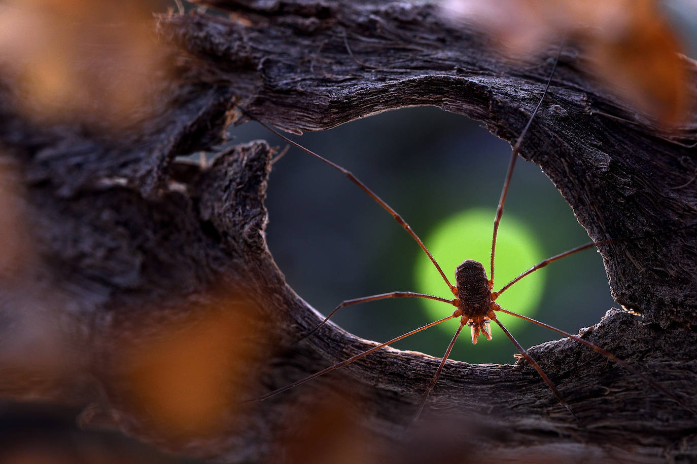 Premio 'Fotografía creativa de la naturaleza de La Rioja': 'Amenaza en la sombra'