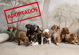 Los nueve cachorritos rescatados en enero han sido adoptados.