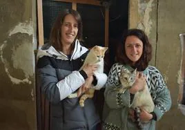 Virginia y Jeni con dos gatos recogidos en el refugio de Cervera a la espera de ser adoptados.