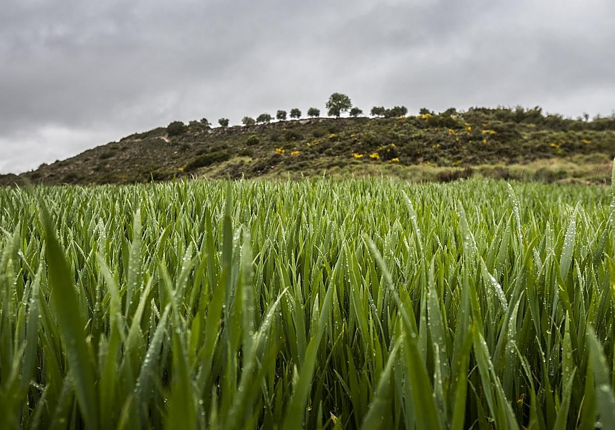 Las espigas –mojadas por la lluvia– han comenzado a levantarse.