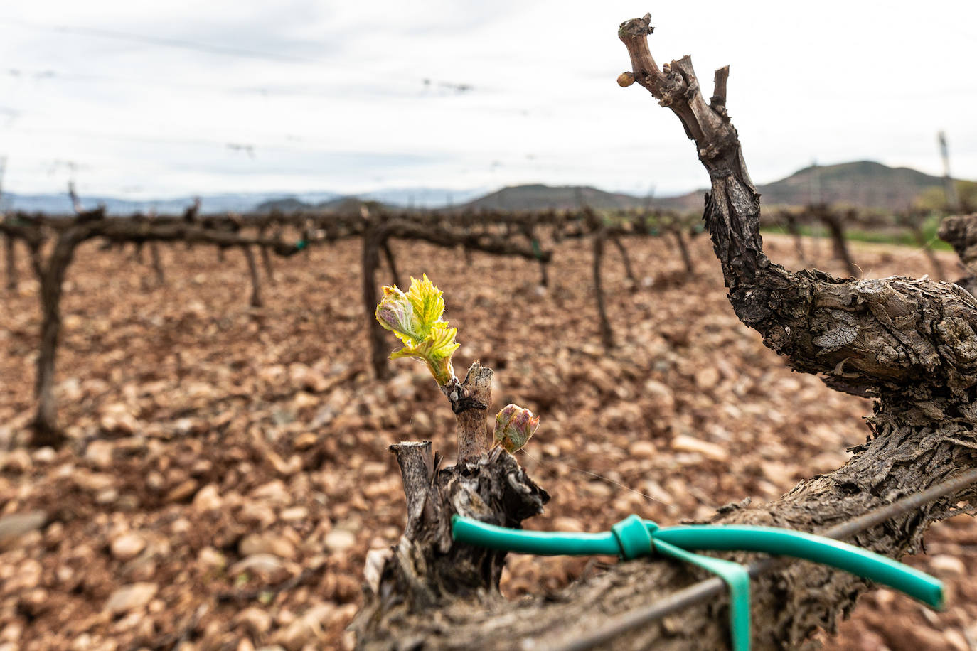 La brotación de los viñedos en La Rioja