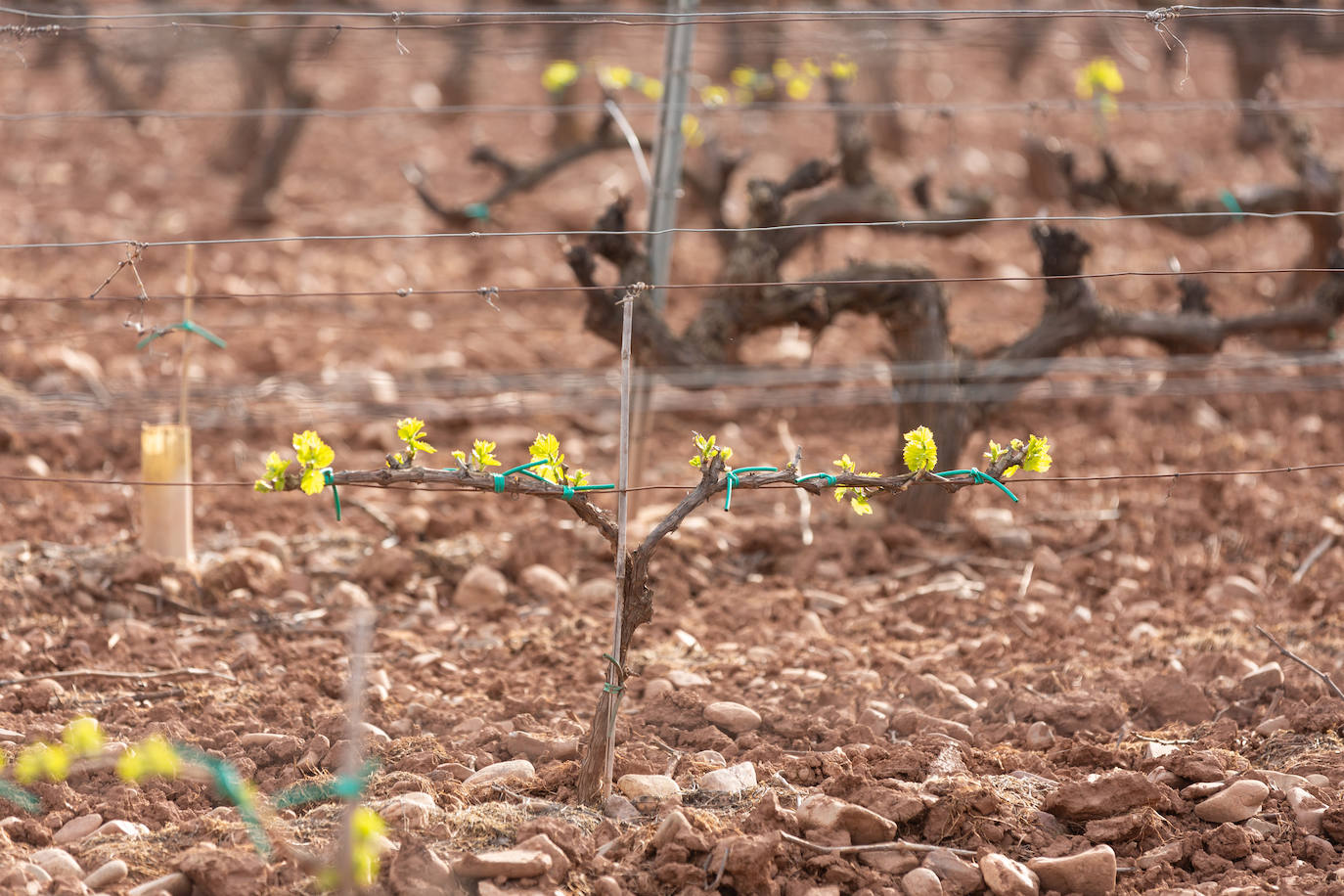 La brotación de los viñedos en La Rioja