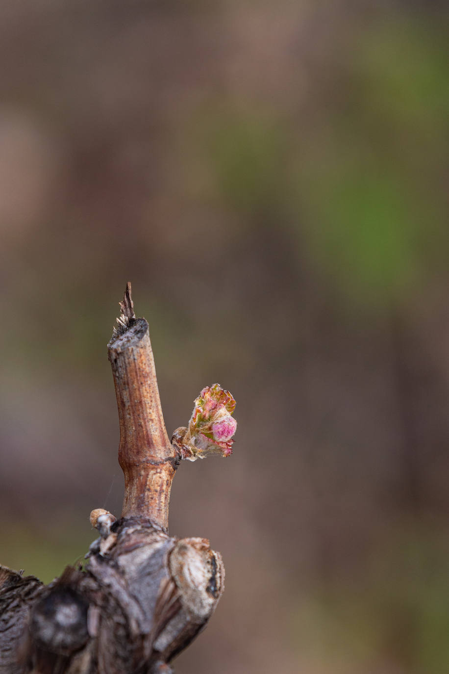 La brotación de los viñedos en La Rioja