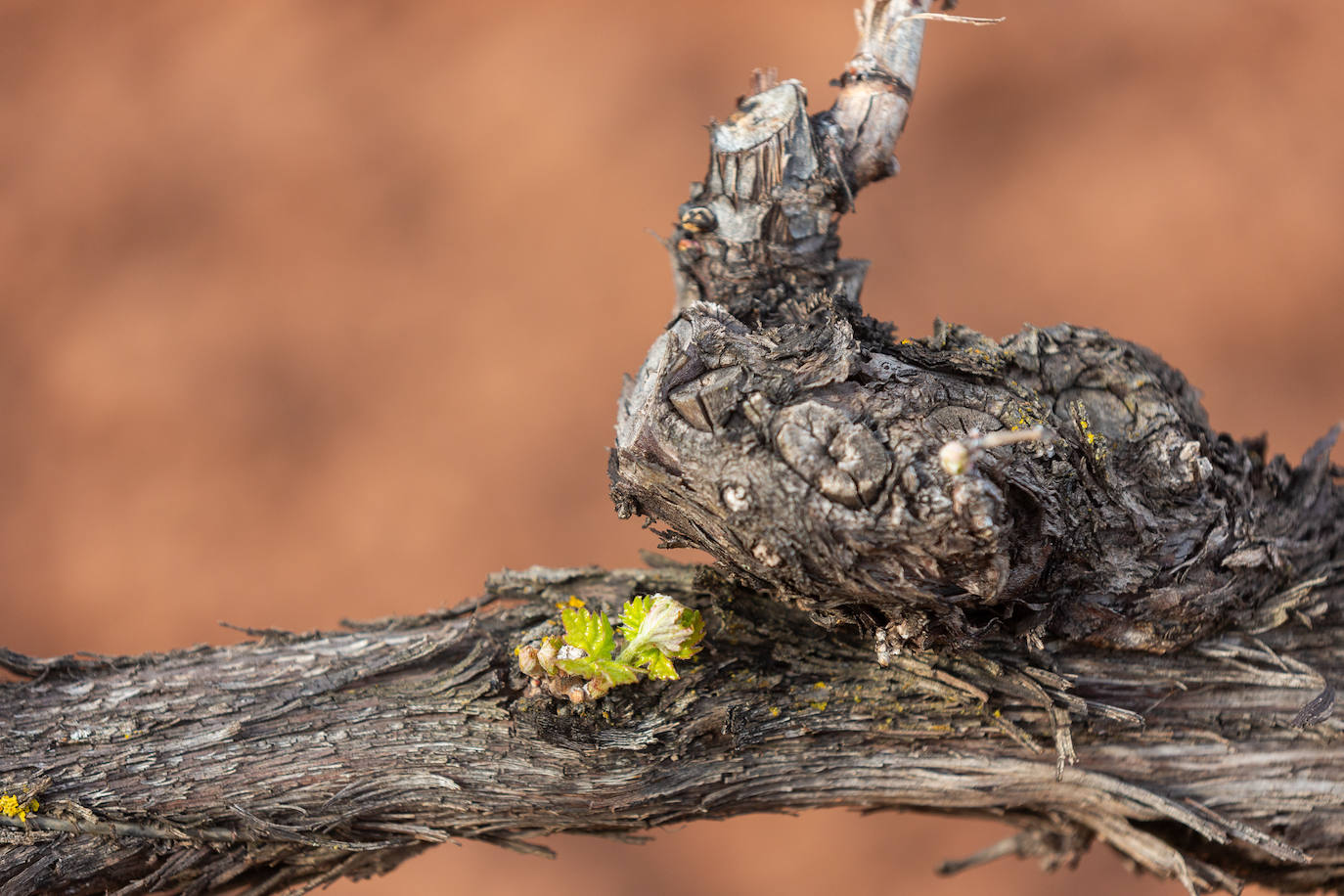 La brotación de los viñedos en La Rioja