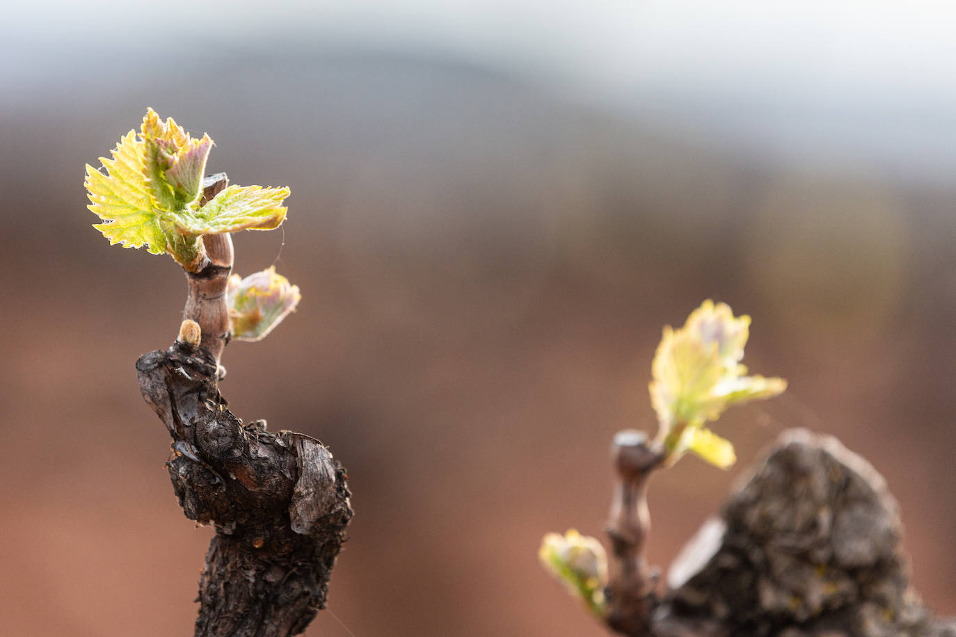 La brotación de los viñedos en La Rioja