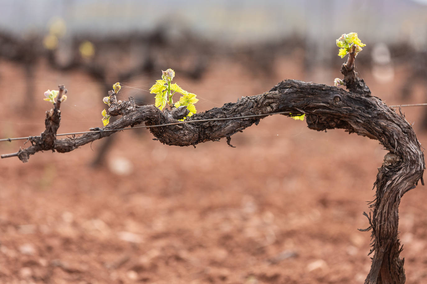 La brotación de los viñedos en La Rioja