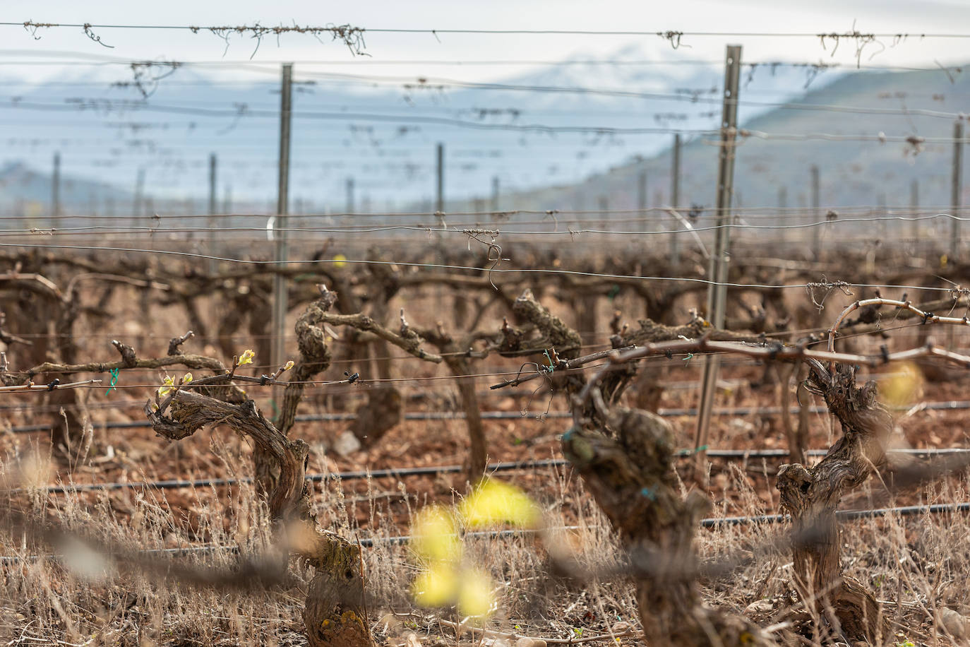 La brotación de los viñedos en La Rioja