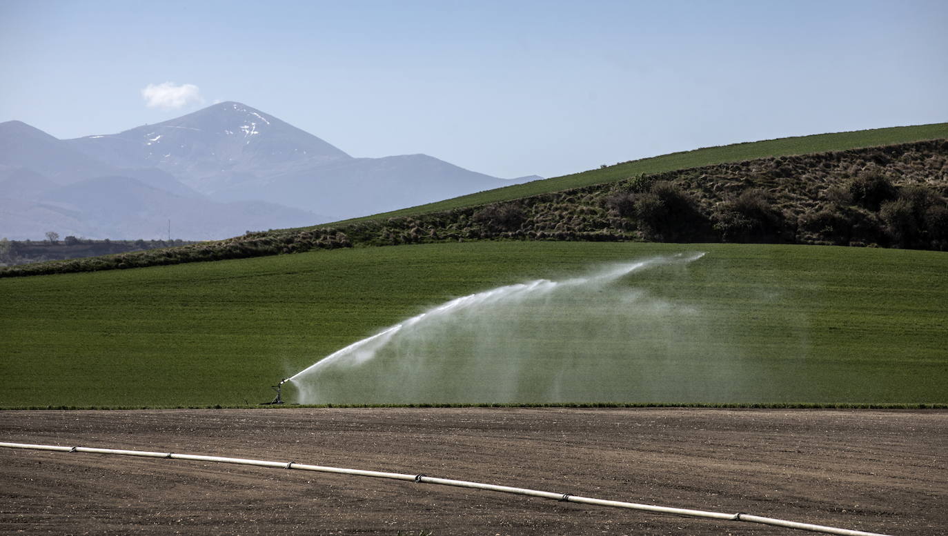 Zona de cultivo en Hervías, cercana a la laguna de la localidad, donde se ubica una de las fincas.