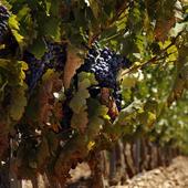 Un servicio presencial facilitará la gestión en Rioja Alavesa de las ayudas para la cosecha en verde