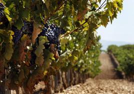 Un servicio presencial facilitará la gestión en Rioja Alavesa de las ayudas para la cosecha en verde