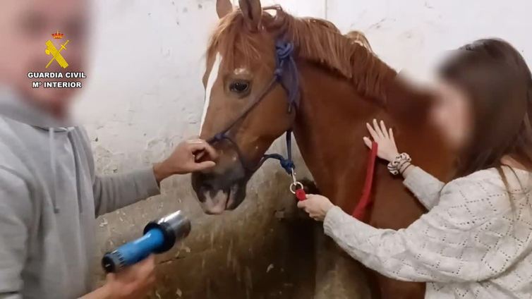 Investigado en La Rioja un falso veterinario que realizaba tratamientos dentales equinos
