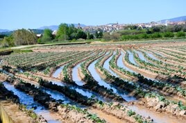 Cultivo de hortaliza, regándose el pasado jueves en la zona de la ribera del Ebro de Calahorra.