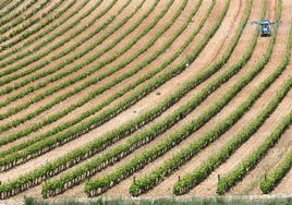 Tratamiento desde un tractor en un viñedo de la DOCa Rioja.