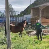 La Guardia Civil captura una yegua suelta por las calles de Ezcaray