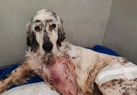 Cubata, un setter abandonado y atropellado, que ha tenido que ser sometido a dos intervenciones quirúrgicas.