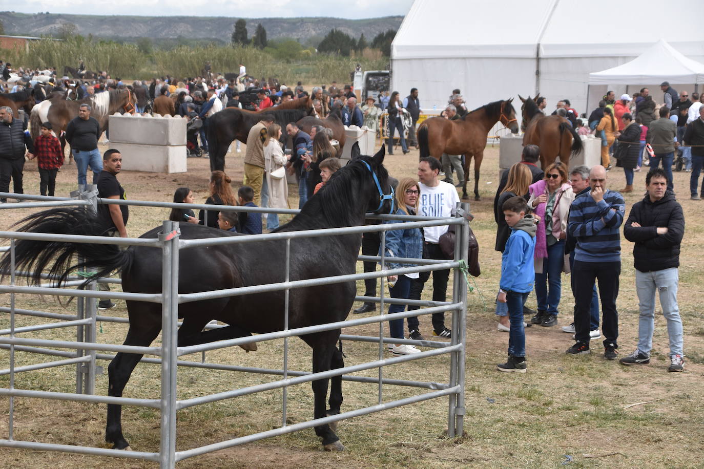 Gran ferial de ganado equino en Rincón de Soto