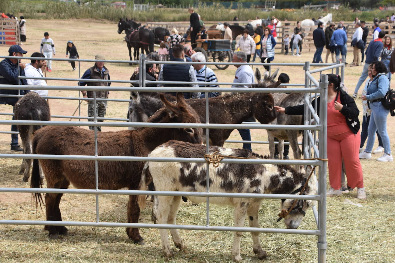 Gran ferial de ganado equino en Rincón de Soto