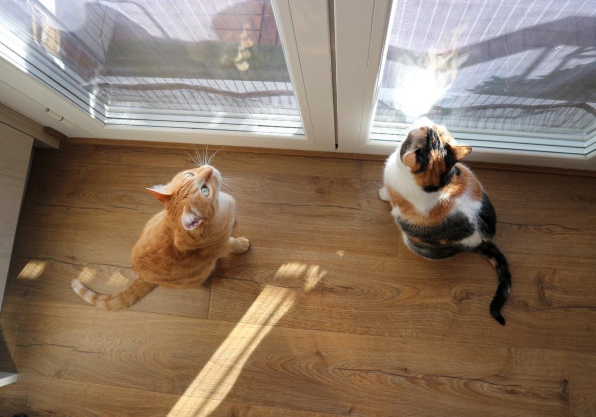 Link y Zelda, los gatos de la etóloga felina Celia Alesanco, esperando a que les abran la puerta del balcón para salir al exterior de su casa en Logroño.