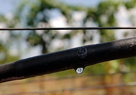 Más claro, el agua... del riego del viñedo