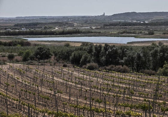 Imagen de una viña de regadío en el término de Calahorra con Aldeanueva al fondo.