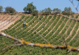 Imagen de una cuadrilla vendimiando en Cenicero.