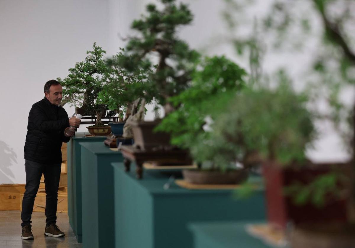 Bonsai is a local species in the House of Science