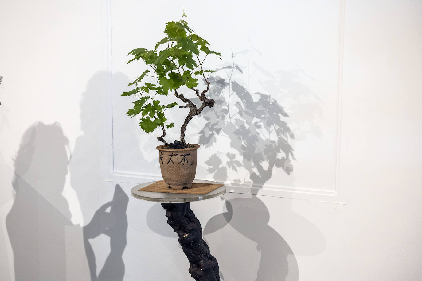 La muestra &#039;Bonsáis&#039; de la Asociación Rioja-Bonsái