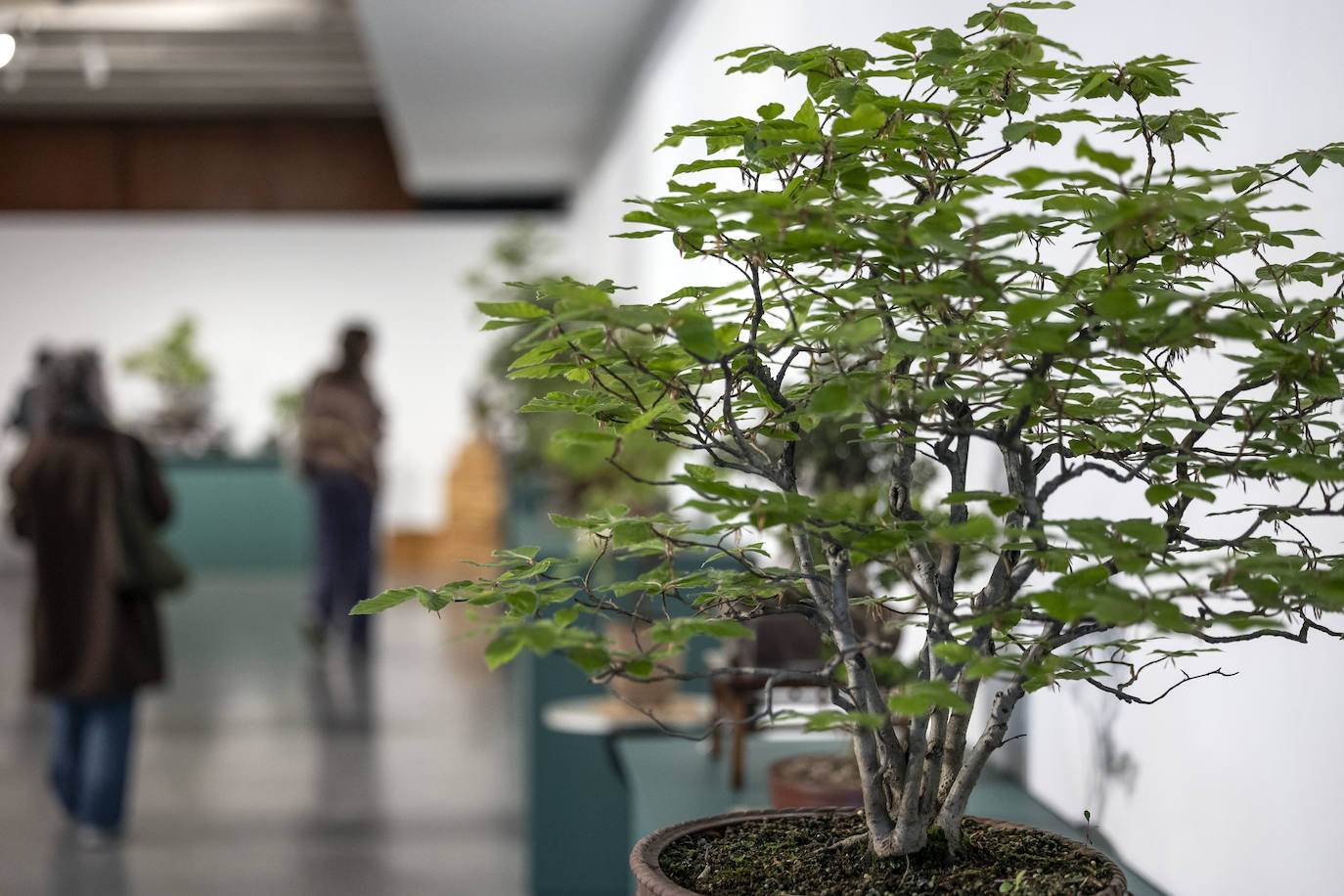 La muestra &#039;Bonsáis&#039; de la Asociación Rioja-Bonsái