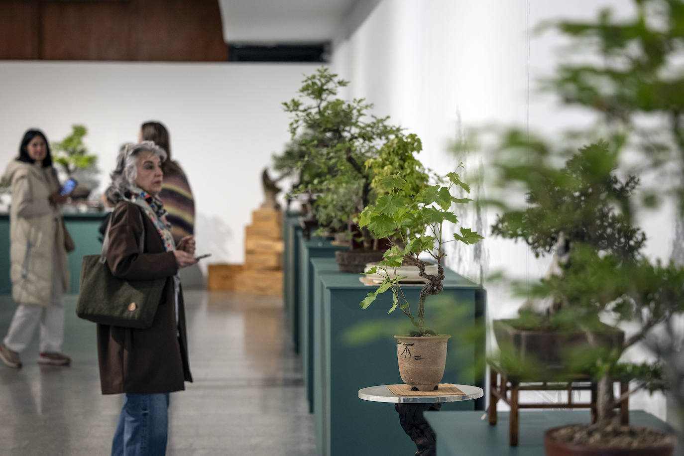 La muestra &#039;Bonsáis&#039; de la Asociación Rioja-Bonsái