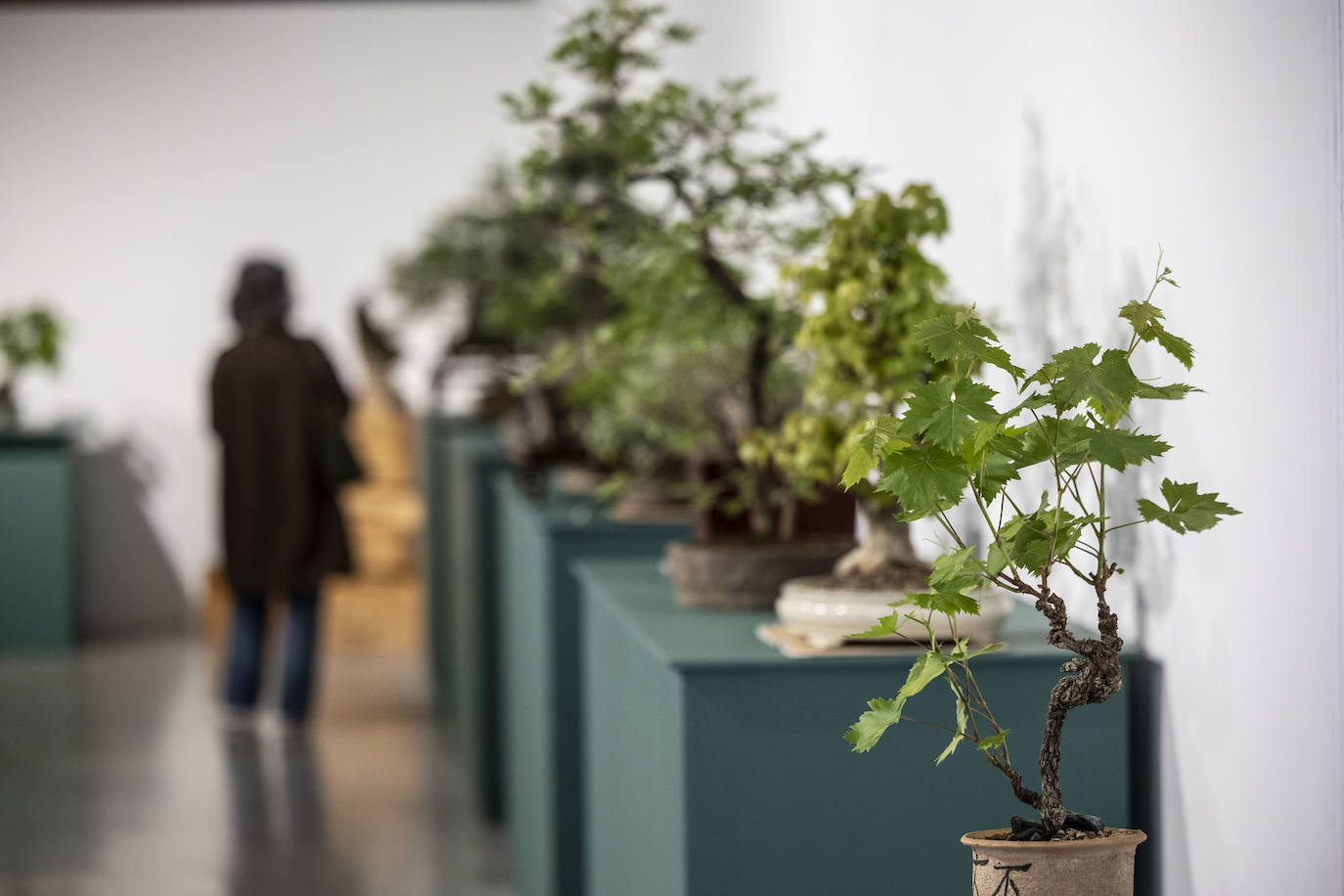 La muestra &#039;Bonsáis&#039; de la Asociación Rioja-Bonsái